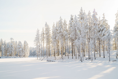 Shades of snow nr. 4