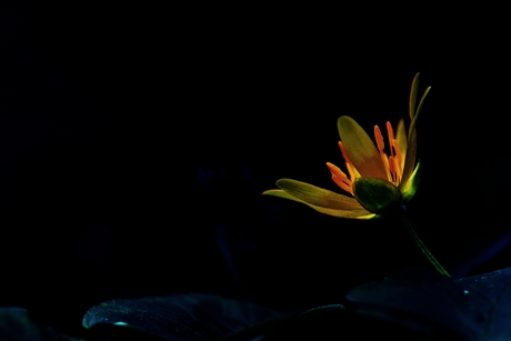 Glowing flower.