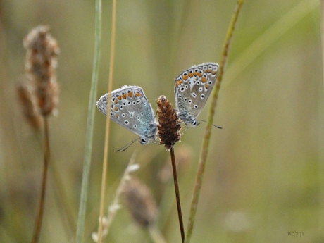 Blauwtjes duo.....