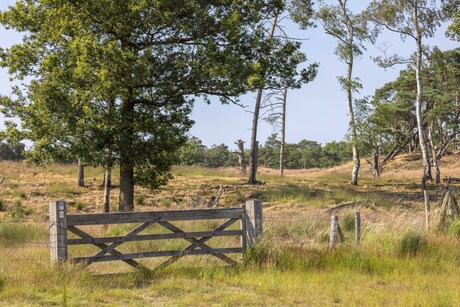 Kalmthoutse heide