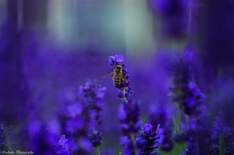 Lavander and Bee Beauty by Rudenko-Photography