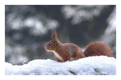 Snow.....Squirrel....Snow