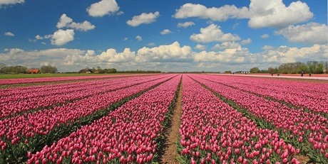 Tulpenveld 2