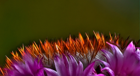 Bloeiende cactus