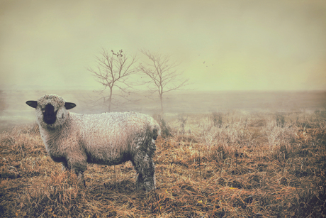 Schaap in de heide