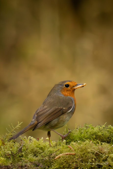 Marcherend roodborstje.