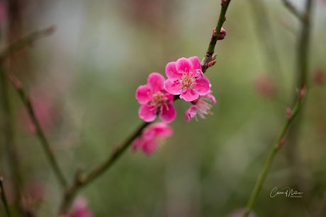 Japanse abrikoos bloesem 