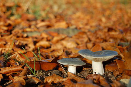 Paddestoelen