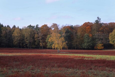 herfst Posbank