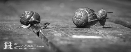 snails race....