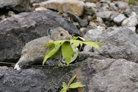 Pika