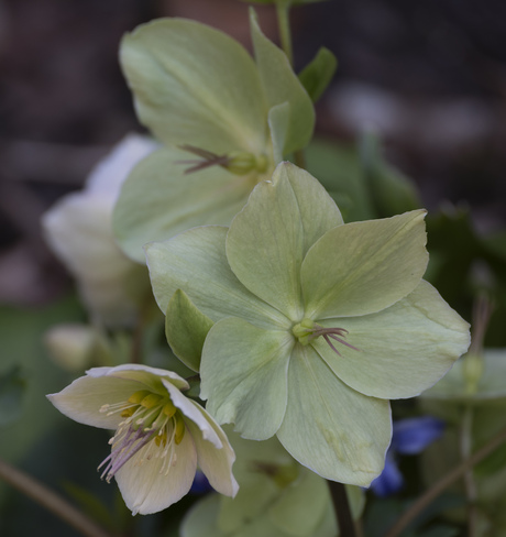 Helleborus
