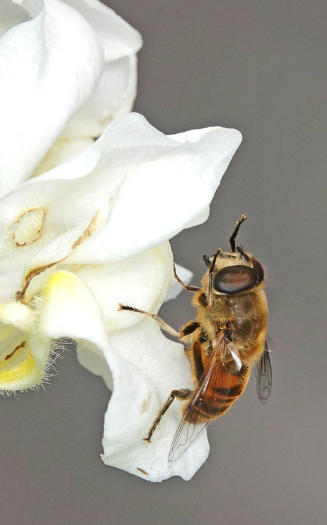 Blinde bij: "Ik zie er als een berg tegen op".