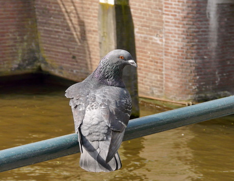 Amsterdamse duif.