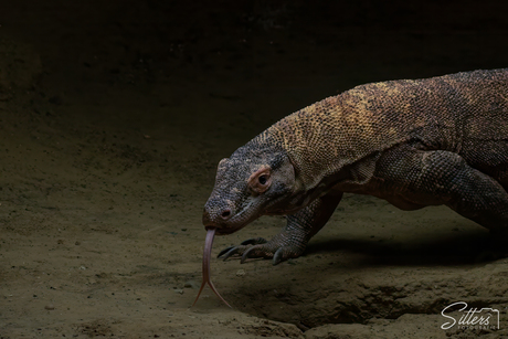 Komodovaraan