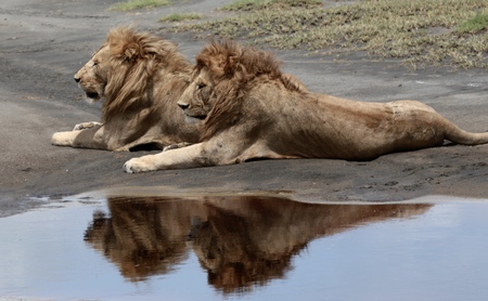 Leeuwen - Twee rustende leeuwen bij het water. - foto door Ton-Groenhuizen op 26-04-2023 - locatie: Serengeti National Park, Tanzania - deze foto bevat: wild, wildlife, ganzania, serengeti, leeuw, leeuwen, canon, canon eos 6d, ef100-400mm f/4.5-5.6l is usm, iso 125, diafragma ƒ/10, sluitertijd 1/200s, brandpuntafstand 260mm, water, katachtigen, leeuw, carnivoor, grote katten, masai leeuw, bakkebaarden, reekalf, meer, terrestrisch dier