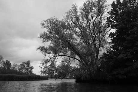 Biesbosch