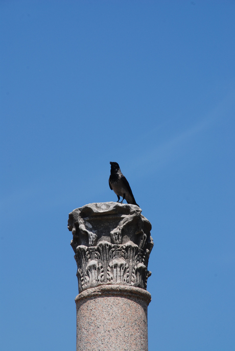 crow in Roma