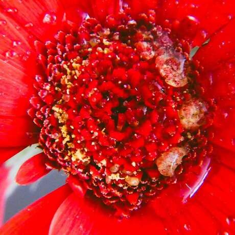 Rode bloem met water druppels.
