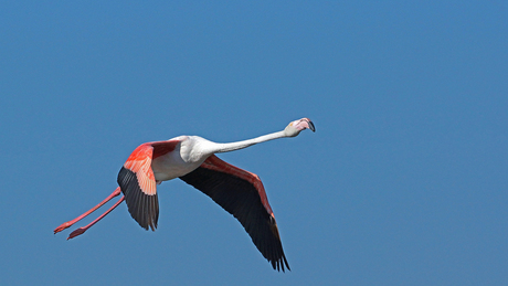 Flamingo in de Camarque FR