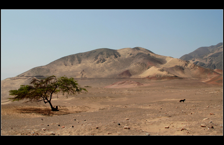 Dog in the dessert