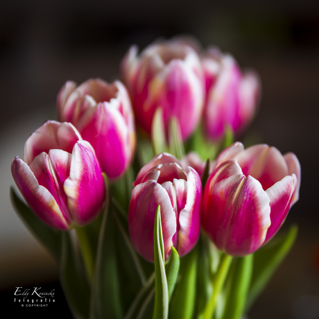 Tulpen 2