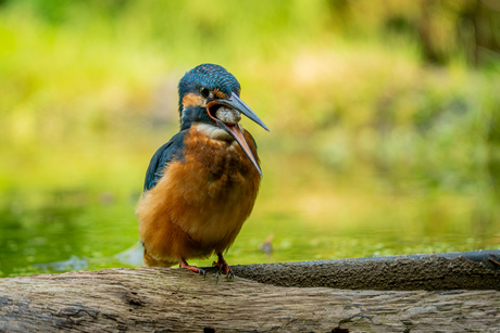 Ijsvogel met braakbal