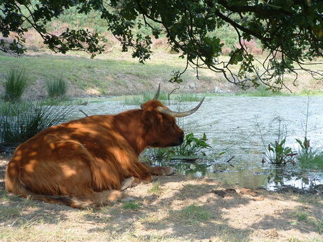 Schotse hooglander