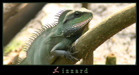 lizard