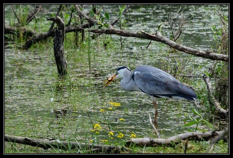 Reiger