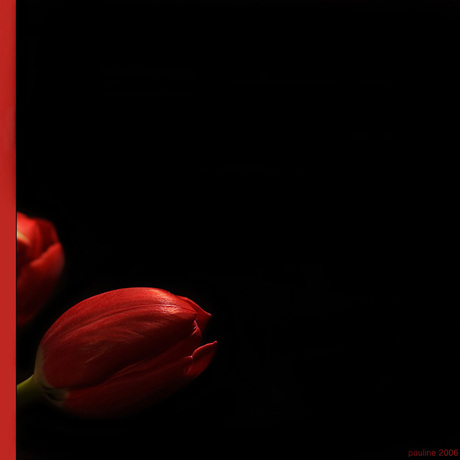 Red tulip