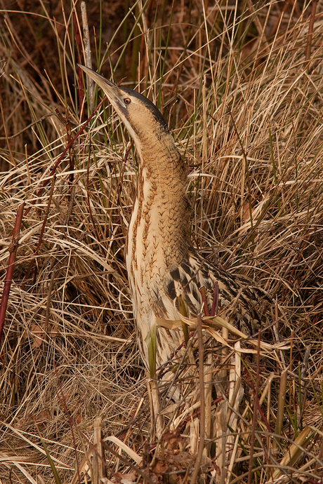 Camouflage