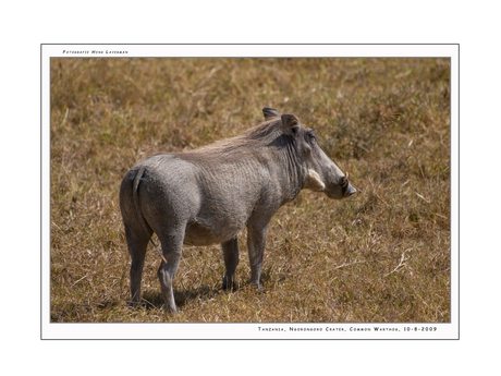 Common Warthog, Tanzania