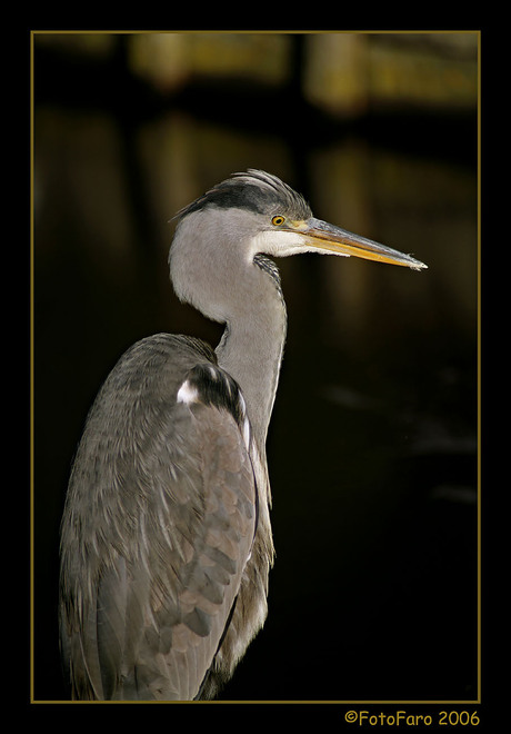 Reiger