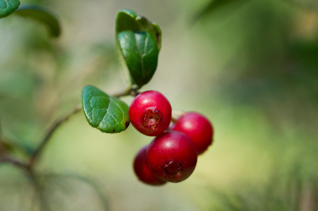 Lingon Berries