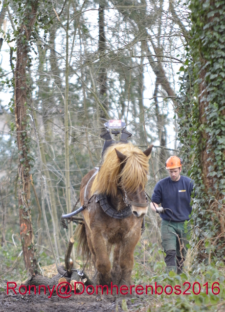 Paardenlabeur