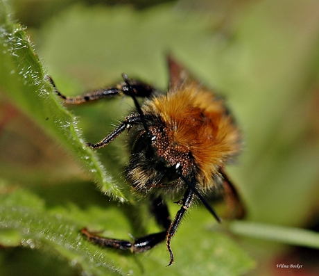 hommel Queen