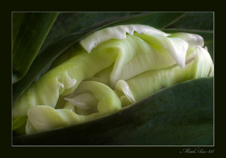 Witte tulp dag 2