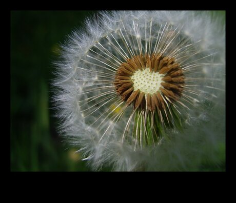 Paardenbloem