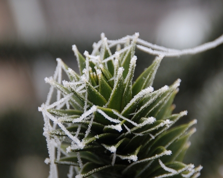 Apenboom met rijp (3)