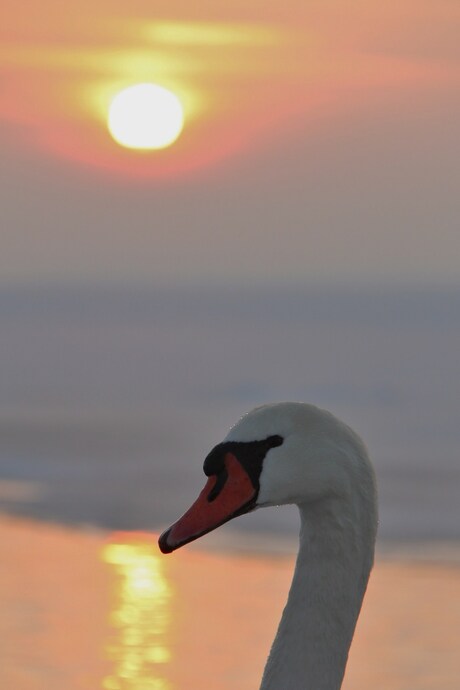 Zwaan bij zonsondergang