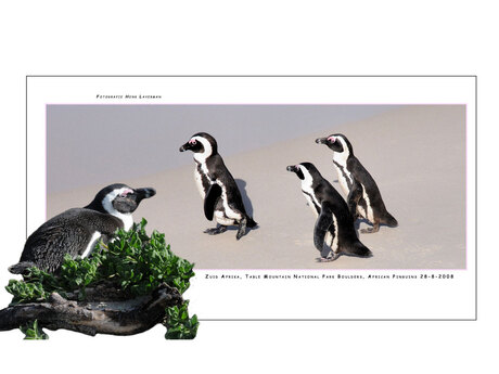 African Penguins