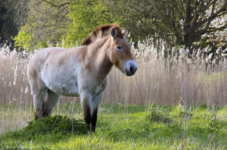 przewalskipaard..