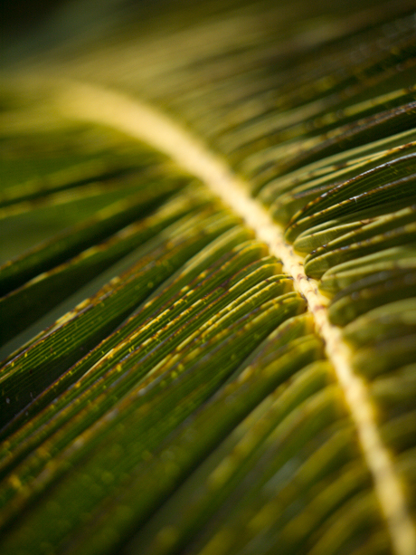 Close-up van een palmblad