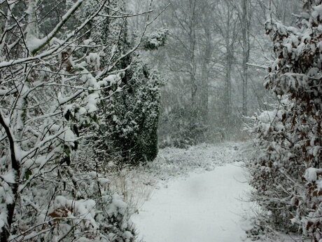 Eerste sneeuw 2007 a