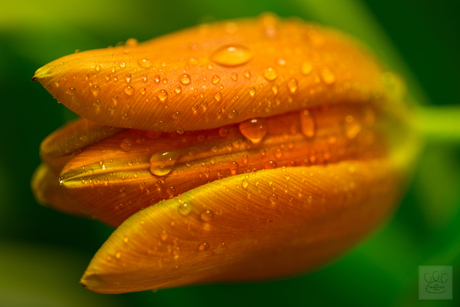 Tulp Oranje