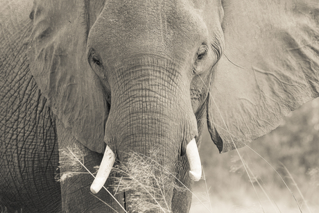 Botswana Chobe NP_0002.jpg