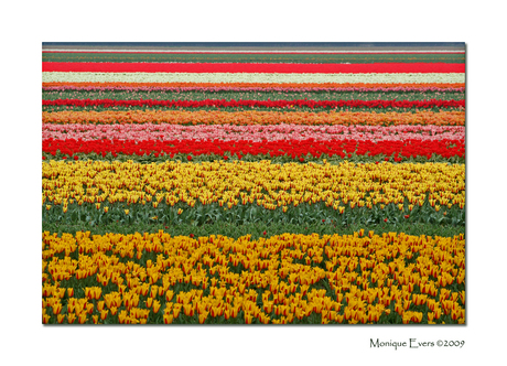 Keukenhof lijnenspel