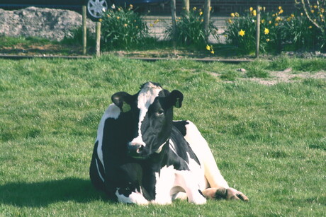 heerlijk in de zon