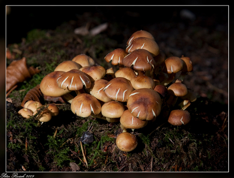 Nog meer paddestoelen